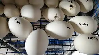 Гуси. Делаю дырки в яйцах.