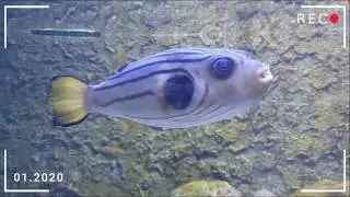Манила, Филиппины (Manila, Philippines)