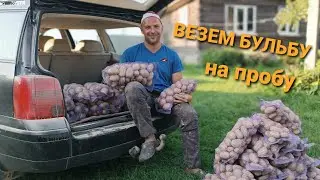 Копка БУЛЬБЫ  УТИНЫМ хвостом. Урожай 2023. Сорт - Королева Анна