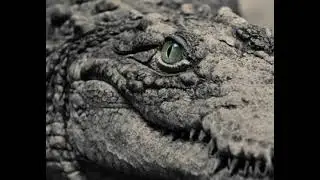 Kobra Project - Gator Grip