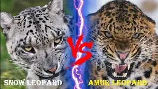 AMUR LEOPARD VS SNOW LEOPARD - Amur Leopard VS Snow Leopard Who Would Win