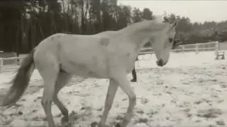 Natural Horsemanship in Ukraine.Tekila and Viktoria
