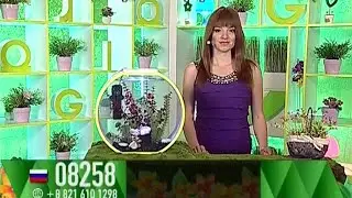 Лилия Ветлицкая - 