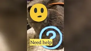 CAT ASKING FOR HELP (NEAR THE END)