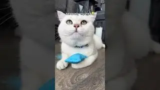 The Safest Cat Carrier 🚗DIGGS Passenger Travel Carrier British Shorthair #shorts #catlover #pets