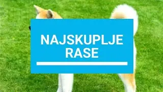 TOP 8 NAJSKUPLjIH PASA