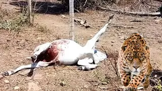 ELA SE ENGANCHOU NA CERCA E A ONÇA COMEU ELA VIVA. Da agonia só de pensar 😱