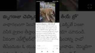 lion zoo #Shorts #Short #Viral #TeluguAUTOnews #Telugu #reels