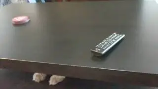 Puppy hides from the robot vacuum in the table