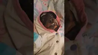 Такса Соня 