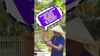 RAMBUTAN | BUHAY PROBINSYA