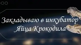 Инкубация 2023 г.