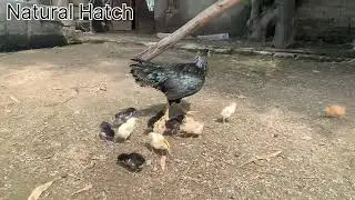 Part 2 || 12 Chicks Hatching Chicks Happy mood ||fighter Aseel chicks #natural #hatch #subscribe