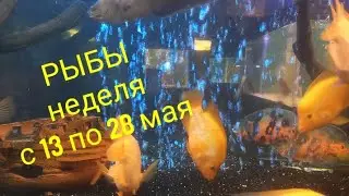 РЫБЫ расклад Таро на период с 13 по 28 мая 2024 года