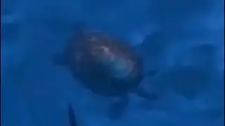 turtle zoomin