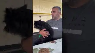 Любимое место отдыха моей собаки