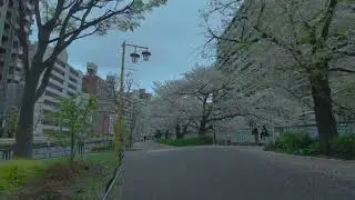 waseda 2024 0409 DJI osmo pocket3 HLG HDR 4K 60fps-2