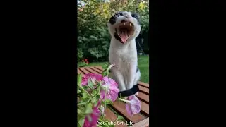 The cat washes...