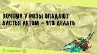 Почему у розы опадают листья летом — что делать