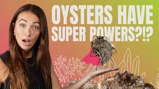 We ate ALL of New York's Oysters?!?