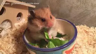 Хомки любят зелень | Карамелька уплетает салат | HAMSTER eating