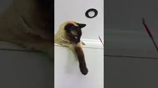 Siamese cat plays with a stick