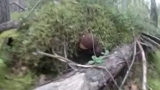 Грибы в Сибири! Mushroom picking in Siberia