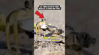 NEVER Help A Baby Turtle To REACH The SEA!🌊🐢 