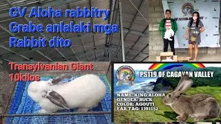 Rabbitry Visit: GV Aloha Rabbitry. Transylvanian Giant at 10 kilos, Ps119 at 8kilos. Grabe!!!!
