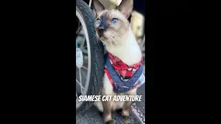 Curious Siamese cat's Big Adventure in the Parking Lot!!!!