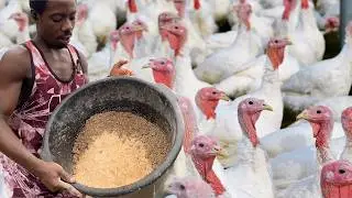 How I Get Free Turkey Feed From Koko Sellers