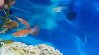 Lepistes akvaryumu ve iç yapısı