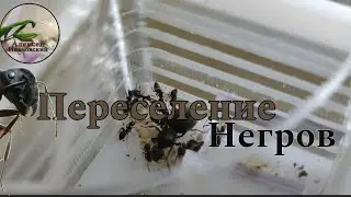 Переселение негров) Lasius niger