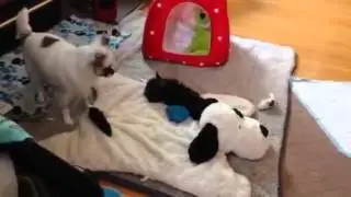 Смешное видео про собак  Смешные собаки
