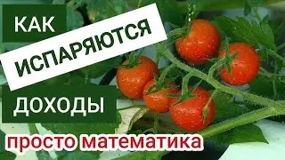 Рисковое ФЕРМЕРСТВО || Удивительные ПРОЦЕНТЫ || Задача Про Фермера И ПОМИДОРЫ