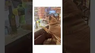 Cashier is a Dog!