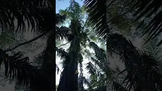 pohon besar di tengah kebun kelapa sawit kalimantan