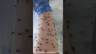 Why This Scientist Willingly Bitten By Mosquitoes