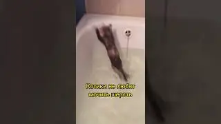 А ваши котики боятся воды?🤔🐈🌊