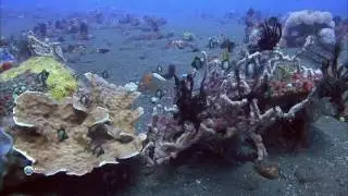 10  Жизнь под водой.  Странные, причудливые и необычные.