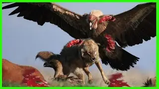اكبر واخطر فصائل الطيور في العالم ... لن تصدق انها موجودة بالفعل.!؟