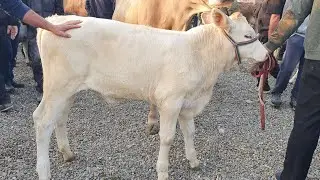 Andijon Shaxrixon Xoldanbek Choja Mol Bozori  Bunaqasi Bolmagan 😨