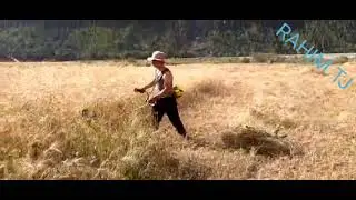 Навор аз 20.07.2020 гандумдарав бо тример