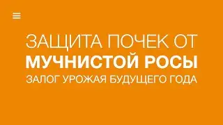 Почему важно проводить обработки яблони в фазу «грецкий орех»?