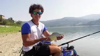PESCA all'INGLESE a BREME e grandi ASPI a CORBARA con FALSINI e LORENZINI | Colmic | MatchFishing TV