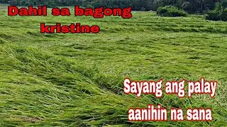 Sayang ang palay dahil sa bagyo