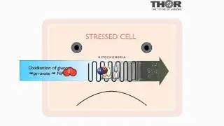 How does Low Level Laser Therapy work?