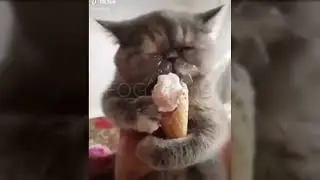 KUCING LUCU DAN ANJING LUCU 😹🐶 2022 VIDEO KUCING BIKIN KETAWA NGAKAK