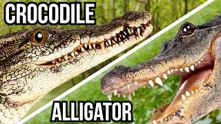 14 Animals That Are Often Confused For One Another