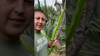 999,950 cactus to achieve the million goal 